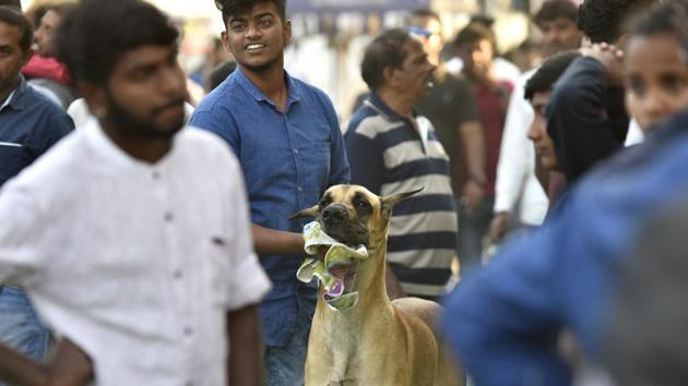 A Great Dane waits for its turn during the show. Visitors to the show and their canine companions were given obedience trials & tips for handling their pets by experts on February 03, 2018. (Arijit Sen / HT Photo) A Great Dane waits for its turn during the show. Visitors to the show and their canine companions were given obedience trials & tips for handling their pets by experts on February 03, 2018. (Arijit Sen / HT Photo)