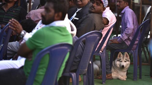A Siberian Husky, a medium sized working dog, waits patiently below its handler’s chair ahead of its to perform. (Arijit Sen / HT Photo) A Siberian Husky, a medium sized working dog, waits patiently below its handler’s chair ahead of its to perform. (Arijit Sen / HT Photo)