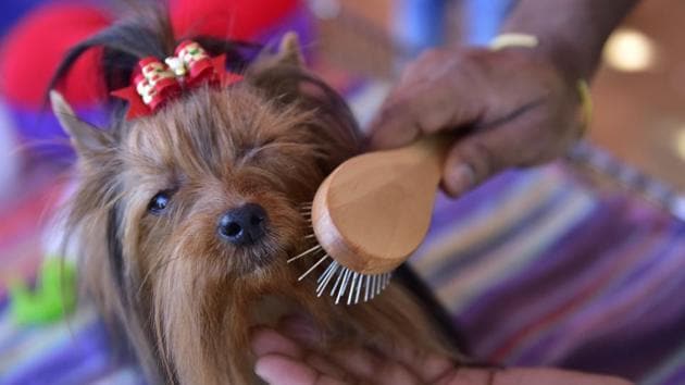 A Yorkshire Terrier caught during a grooming session. This smaller variant of the terrier was developed during the 19th century in Yorkshire to catch rats in the region’s clothing mills. (Arijit Sen / HT Photo) A Yorkshire Terrier caught during a grooming session. This smaller variant of the terrier was developed during the 19th century in Yorkshire to catch rats in the region’s clothing mills. (Arijit Sen / HT Photo)