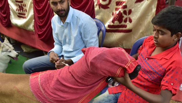 A boy cools off his Great Dane with a wet towel before its turn in the show. The entry fee for participants was Rs. 1500. (Arijit Sen / HT Photo) A boy cools off his Great Dane with a wet towel before its turn in the show. The entry fee for participants was Rs. 1500. (Arijit Sen / HT Photo)