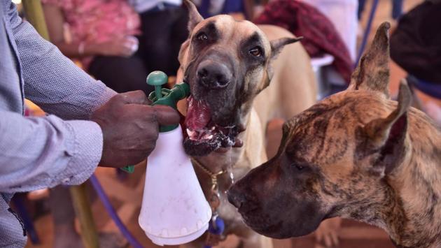 A handler feeds his Great Dane while the show runs. The show also had a special cash prize of Rs. 5000 per show for the ‘best of breed winner’, of a breed with more than 30 entries in the catalogue. (Arijit Sen / HT Photo) A handler feeds his Great Dane while the show runs. The show also had a special cash prize of Rs. 5000 per show for the ‘best of breed winner’, of a breed with more than 30 entries in the catalogue. (Arijit Sen / HT Photo)