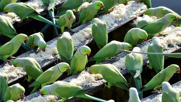 The spectacle of thousands of birds descending onto a city rooftop also draws birdwatchers, many from foreign countries, to Sekar’s home. He also keeps a cage for birds who arrive injured or ill, hosting them until they recover and are fit to fly again. (R Senthil Kumar / PTI)