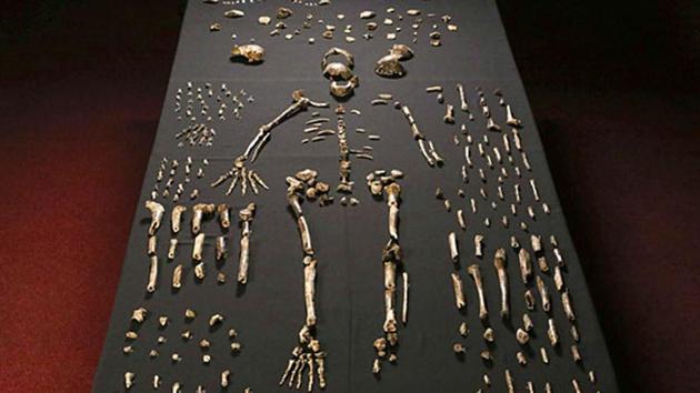 A fossil of a primate dating back to 11 million years ago was found in Kalagarh in 1983 by a scientist of the Wadia Institute of Himalayan Geology, situated in Dehradun. (AFP) A fossil of a primate dating back to 11 million years ago was found in Kalagarh in 1983 by a scientist of the Wadia Institute of Himalayan Geology, situated in Dehradun. (AFP)
