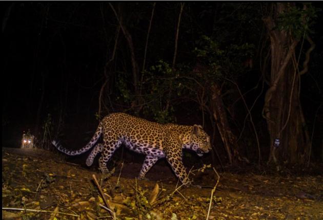 The 49 camera traps captured 235 leopard images between April and June The 49 camera traps captured 235 leopard images between April and June