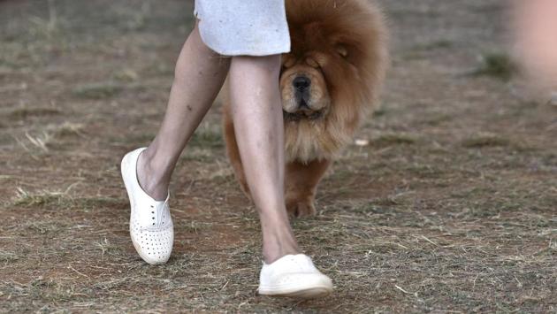 Chow Chow walks along with its owner to take part in the competition. (Arijit Sen / HT Photo) Chow Chow walks along with its owner to take part in the competition. (Arijit Sen / HT Photo)