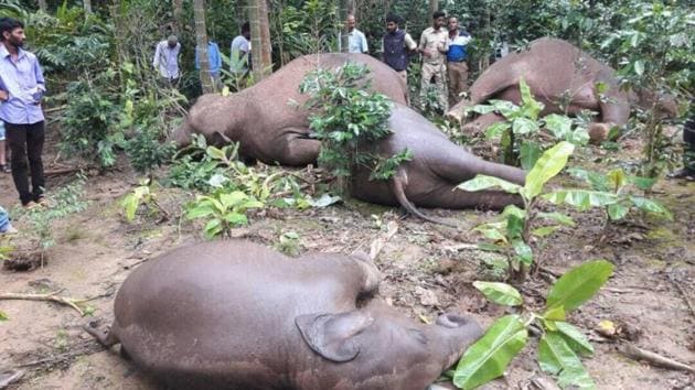 Dozens of elephants, tigers, sloth bears, monkeys and flamingos have been electrocuted in India’s farmlands, plantations, around human settlements near forests, as they come in contact with poorly maintained power lines and electric wires.(HT File Photo)