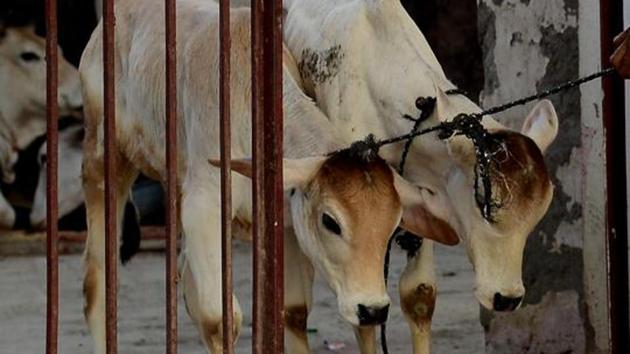 The home department has said that from 2015 to 2017, 16,428 cows have been rescued in the state.(AFP)