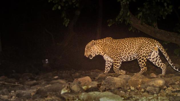 Currently, no leopard in the park is radio-collared. Officials said it will take at least four months for the process to start. (NIKIT SURVE) Currently, no leopard in the park is radio-collared. Officials said it will take at least four months for the process to start. (NIKIT SURVE)