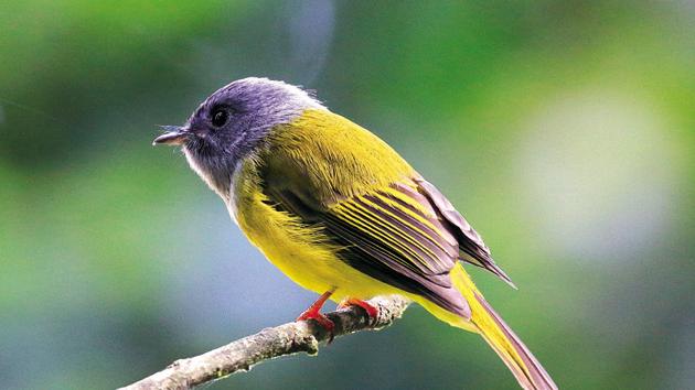 Some of the uncommon bird species spotted this time included Grey-headed Canary-Flycatcher.(India BirdRaces)
