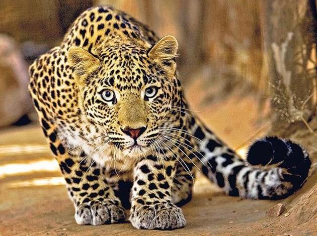 Reportedly, a 13-year-old Class 7 student of Bahadur Nagar village in Moradabad was mauled to death by a leopard. (HT/Representative image) Reportedly, a 13-year-old Class 7 student of Bahadur Nagar village in Moradabad was mauled to death by a leopard. (HT/Representative image)