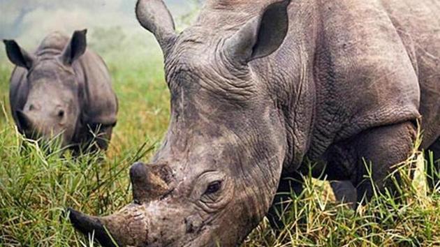 Representational image. Jaldapara and Gorumara are two national parks in north Bengal where rhinos are found. (HT Photo) Representational image. Jaldapara and Gorumara are two national parks in north Bengal where rhinos are found. (HT Photo)