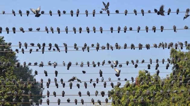A flock of a pigeons sitting on electricity wires in Amritsar. (HT File Photo) A flock of a pigeons sitting on electricity wires in Amritsar. (HT File Photo)