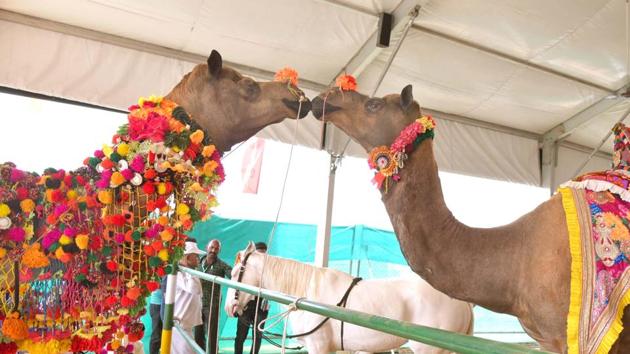 Stories on camels to be taught in Rajasthan schools - Hindustan Times