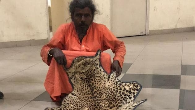 The leopard skin rug is 73 inches long and 36 inches broad, officials said.(wildlife department) The leopard skin rug is 73 inches long and 36 inches broad, officials said.(wildlife department)