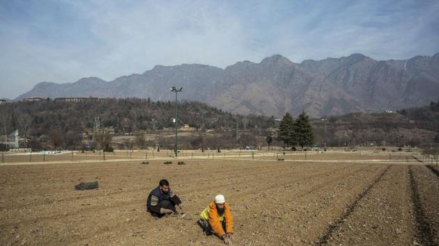 Farmers till the soil around Tulip bulbs in Srinagar. (Waseem Andrabi/HT Photo) Farmers till the soil around Tulip bulbs in Srinagar. (Waseem Andrabi/HT Photo)