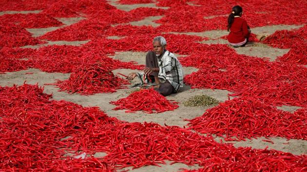 A man removes stalks from red chili peppers at a farm in Shertha village on the outskirts of Ahmedabad on February 5, 2018. (Amit Dave / REUTERS) A man removes stalks from red chili peppers at a farm in Shertha village on the outskirts of Ahmedabad on February 5, 2018. (Amit Dave / REUTERS)