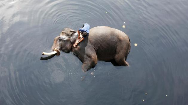 A mahout bathes his elephant in the polluted water of river Yamuna in New Delhi on February 6, 2018. (Adnan Abidi / REUTERS) A mahout bathes his elephant in the polluted water of river Yamuna in New Delhi on February 6, 2018. (Adnan Abidi / REUTERS)