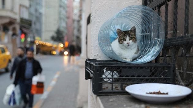 A cat sits in a shelter made from a cut out water bottle. In the hip district of Cihangir, where the streets are lined with such little cat shelters, it is not uncommon for felines to take the last available seats in crowded bars, leaving adoring customers to stand by, petting them, as they awake from yet another nap. (Goran Tomasevic / REUTERS) A cat sits in a shelter made from a cut out water bottle. In the hip district of Cihangir, where the streets are lined with such little cat shelters, it is not uncommon for felines to take the last available seats in crowded bars, leaving adoring customers to stand by, petting them, as they awake from yet another nap. (Goran Tomasevic / REUTERS)