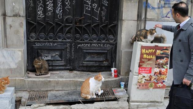 Shop owners and locals often know their neighbourhood cats by name and will tell tales about them, as if chatting about a friend. (Goran Tomasevic / REUTERS) Shop owners and locals often know their neighbourhood cats by name and will tell tales about them, as if chatting about a friend. (Goran Tomasevic / REUTERS)