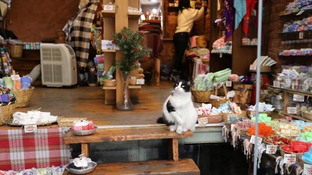 Nor is it unusual to see cats hopping into the laps of restaurant patrons, hoping for a comfortable spot to rest - and a chance to nab a scrap of food. Feline guests are so ubiquitous that no one bats an eye at a cat padding across the lobby of a high-rise office building, or when one curls up to sleep on a nearby barstool. (Goran Tomasevic / REUTERS) Nor is it unusual to see cats hopping into the laps of restaurant patrons, hoping for a comfortable spot to rest - and a chance to nab a scrap of food. Feline guests are so ubiquitous that no one bats an eye at a cat padding across the lobby of a high-rise office building, or when one curls up to sleep on a nearby barstool. (Goran Tomasevic / REUTERS)