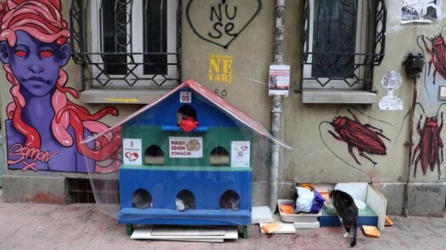 A cat eats next to a cat shelter in Istanbul. Some cat-loving Istanbulites buy little feline houses to keep their furry neighbours warm on cold nights, taking advantage of the discount on cat supplies at pet stores during the winter months. Some even bring cats home on the coldest nights. (Goran Tomasevic / REUTERS) A cat eats next to a cat shelter in Istanbul. Some cat-loving Istanbulites buy little feline houses to keep their furry neighbours warm on cold nights, taking advantage of the discount on cat supplies at pet stores during the winter months. Some even bring cats home on the coldest nights. (Goran Tomasevic / REUTERS)