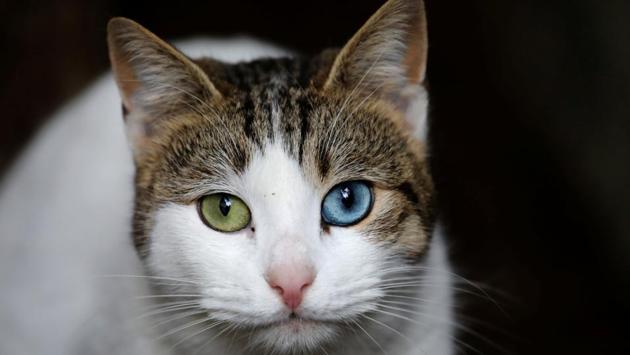 A cat with heterochromia seen just after being fed by a local resident in Istanbul. Cats are sacred, Necati said, narrating the story of a cat who protected the Prophet Muhammad from a deadly snake while he was praying. “One should love cats, not people,” he said. “People are ungrateful.” (Goran Tomasevic / REUTERS) A cat with heterochromia seen just after being fed by a local resident in Istanbul. Cats are sacred, Necati said, narrating the story of a cat who protected the Prophet Muhammad from a deadly snake while he was praying. “One should love cats, not people,” he said. “People are ungrateful.” (Goran Tomasevic / REUTERS)