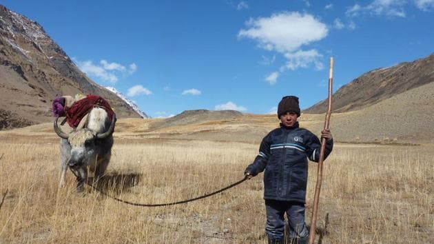 An Afghan Wakhi nomad child stands with his yak in the Wakhan Corridor in Afghanistan.(AFP Photo)