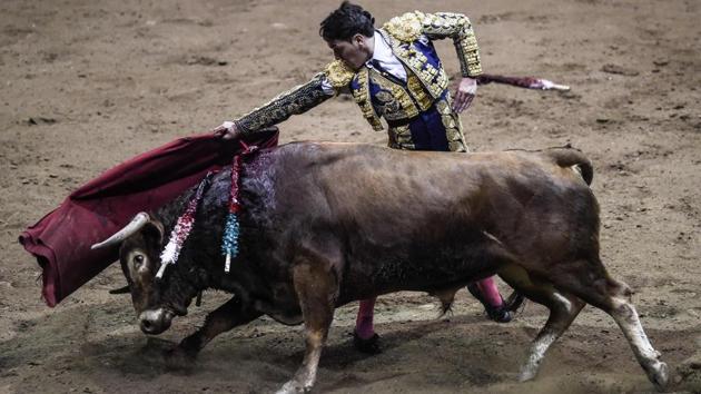 Colombian Novillero Sebastian Hernandez performs during a bullfight at La Macarena bullring in Medellin, Colombia on February 3, 2018. (Joaquin Sarmiento / AFP) Colombian Novillero Sebastian Hernandez performs during a bullfight at La Macarena bullring in Medellin, Colombia on February 3, 2018. (Joaquin Sarmiento / AFP)