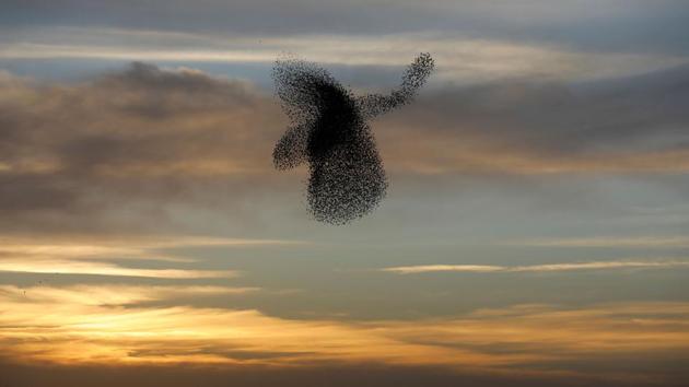 A murmuration of starlings performs a dance before landing to sleep near the southern Israeli city of Rahat, in the Negev desert on February 4, 2018. (Menahem Kahana / AFP) A murmuration of starlings performs a dance before landing to sleep near the southern Israeli city of Rahat, in the Negev desert on February 4, 2018. (Menahem Kahana / AFP)