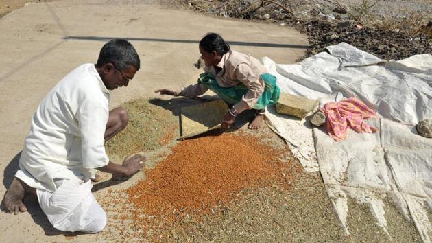 An Indian farmer couple separate grains.(AFP FILE)