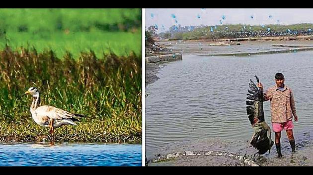 A bar-headed goose with a broken left leg at Mote Majra; and (right) a dead Painted stork pulled out from cord nets at Maina village, Rohtak. (PHOTOS: SUKHWINDER SINGH & RAKESH AHLAWAT) A bar-headed goose with a broken left leg at Mote Majra; and (right) a dead Painted stork pulled out from cord nets at Maina village, Rohtak. (PHOTOS: SUKHWINDER SINGH & RAKESH AHLAWAT)