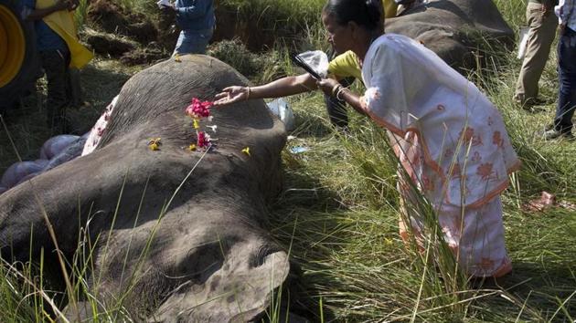 A woman offers flowers on the carcass of an elephant killed by a passenger train near a railway track in Thakur Kuchi village on the outskirts of Gauhati, Assam last year. (AP File Photo) A woman offers flowers on the carcass of an elephant killed by a passenger train near a railway track in Thakur Kuchi village on the outskirts of Gauhati, Assam last year. (AP File Photo)