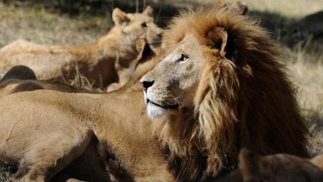 File photo of lions in the Lion Park at Lanseria, northwest of Johannesburg, in June 2010.(Reuters)