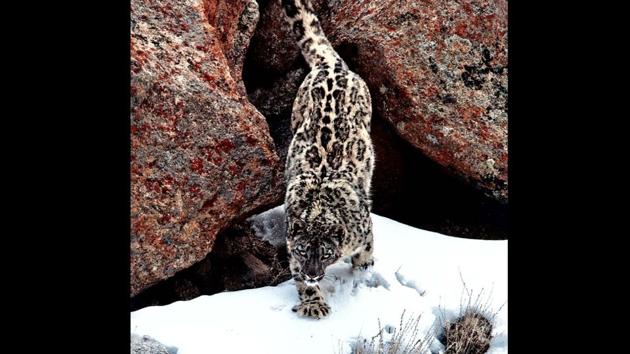 As per WII, there are about 750 snow leopards in potential states of J&K, Himachal Pradesh, Uttarakhand and Sikkim. As per WII, there are about 750 snow leopards in potential states of J&K, Himachal Pradesh, Uttarakhand and Sikkim.