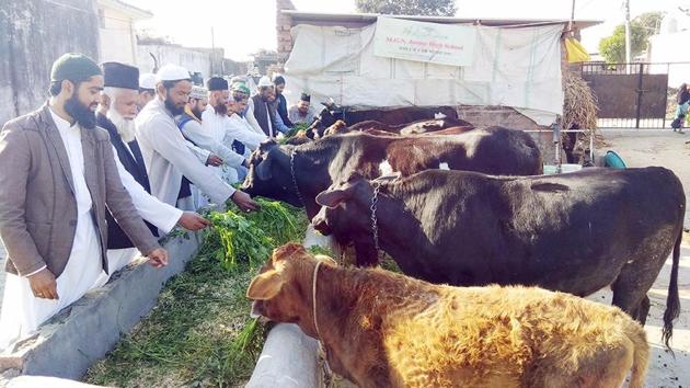 Ulemas at cowshed in madrasa Garib Nawaz in Bajpur, Uttarakhand.(HT PHOTO)
