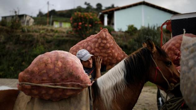 Adrian Pernia moves sacks of potatoes from his horse Pinto to a truck during the harvest at a farm in La Grita. The dystopian attacks have complicated the life of truckers who already face harassment from bribe-seeking soldiers, spiraling prices for parts and hours-long lines for fuel. Barred by law from carrying guns, they form convoys to protect themselves, text each other about trouble spots - and keep moving as fast as possible. (Carlos Garcia Rawlins / REUTERS) Adrian Pernia moves sacks of potatoes from his horse Pinto to a truck during the harvest at a farm in La Grita. The dystopian attacks have complicated the life of truckers who already face harassment from bribe-seeking soldiers, spiraling prices for parts and hours-long lines for fuel. Barred by law from carrying guns, they form convoys to protect themselves, text each other about trouble spots - and keep moving as fast as possible. (Carlos Garcia Rawlins / REUTERS)