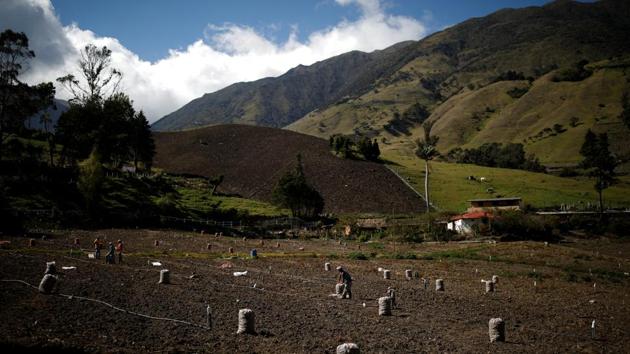 Workers harvest potatoes at a farm affected by pests due to a pesticide shortage in La Grita. “The hunger and despair are far worse than people realize, what we are seeing on the roads is just another manifestation of that. We’ve also been seeing people stealing and butchering animals in fields, attacking shops and blocking roads to protest their lack of food,” said ORC director Oswaldo Ramirez. (Carlos Garcia Rawlins / REUTERS) Workers harvest potatoes at a farm affected by pests due to a pesticide shortage in La Grita. “The hunger and despair are far worse than people realize, what we are seeing on the roads is just another manifestation of that. We’ve also been seeing people stealing and butchering animals in fields, attacking shops and blocking roads to protest their lack of food,” said ORC director Oswaldo Ramirez. (Carlos Garcia Rawlins / REUTERS)