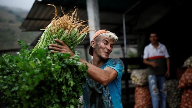 A worker loads herbs into a truck headed to Maturin. The looters use a variety of techniques, depending on the terrain and the target. Sometimes gunmen on motorbikes surround a truck, slowing it down before pouncing like lions stalking prey. In other instances, attackers wait for a vehicle to slow down – at a pothole for example – before jumping on, cutting through the tarpaulin and hurling goods for waiting companions. (Carlos Garcia Rawlins / REUTERS) A worker loads herbs into a truck headed to Maturin. The looters use a variety of techniques, depending on the terrain and the target. Sometimes gunmen on motorbikes surround a truck, slowing it down before pouncing like lions stalking prey. In other instances, attackers wait for a vehicle to slow down – at a pothole for example – before jumping on, cutting through the tarpaulin and hurling goods for waiting companions. (Carlos Garcia Rawlins / REUTERS)