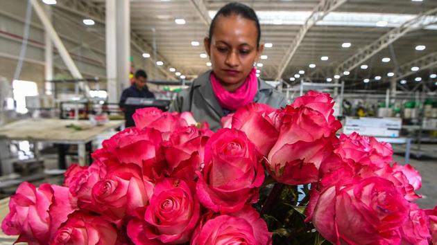 A worker prepares roses for packing ahead of Valentine’s Day, at a plantation in Tabio, Colombia. Valentine’s Day is a crazy rush for Colombia and marks the year’s highlight for flower growers, who meet 74% of total demand each February 14. This season the flower farms’ recruitment focused on the border with Venezuela, expecting eager-to-work migrants, but instead their call was first answered by unemployed Cucuta locals. (Luis Acosta / AFP) A worker prepares roses for packing ahead of Valentine’s Day, at a plantation in Tabio, Colombia. Valentine’s Day is a crazy rush for Colombia and marks the year’s highlight for flower growers, who meet 74% of total demand each February 14. This season the flower farms’ recruitment focused on the border with Venezuela, expecting eager-to-work migrants, but instead their call was first answered by unemployed Cucuta locals. (Luis Acosta / AFP)