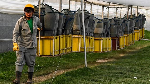 Workers here see only the minimum wage -- $300 a month -- but for laborers coming from border regions, that’s far better than what’s back home. Although Colombia has a nationwide unemployment rate of 10%, joblessness in Cucuta reached 16% last year, worsening with Venezuelan migrants willing to work for half the rate asked by Colombians. (Luis Acosta / AFP) Workers here see only the minimum wage -- $300 a month -- but for laborers coming from border regions, that’s far better than what’s back home. Although Colombia has a nationwide unemployment rate of 10%, joblessness in Cucuta reached 16% last year, worsening with Venezuelan migrants willing to work for half the rate asked by Colombians. (Luis Acosta / AFP)
