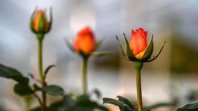 The task involves taking cut roses and scrupulously maintaining the “cold chain” -- a supply chain that ensures the flowers are kept at very low temperatures in storage and transport so they still appear fresh when sold in shops. (Luis Acosta / AFP) The task involves taking cut roses and scrupulously maintaining the “cold chain” -- a supply chain that ensures the flowers are kept at very low temperatures in storage and transport so they still appear fresh when sold in shops. (Luis Acosta / AFP)