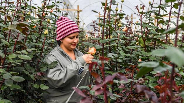 For many like Rubiela Mendez, this stint was the first time they left home and families for work. Here they gather and package bouquets of a dozen roses in spaces refrigerated to 10 degrees Celcius, while listening to tropical music on the radio. Food is provided by the horticultural companies and bedding is in converted shipping containers. (Luis Acosta / AFP) For many like Rubiela Mendez, this stint was the first time they left home and families for work. Here they gather and package bouquets of a dozen roses in spaces refrigerated to 10 degrees Celcius, while listening to tropical music on the radio. Food is provided by the horticultural companies and bedding is in converted shipping containers. (Luis Acosta / AFP)