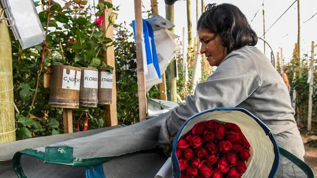 A worker wraps rose into a bouquet. Despite the basic conditions it’s still better than in Cucuta where Mendez barely made ends meet by selling contraband jerrycans of cheap Venezuelan gasoline after losing a $7-a-day restaurant job. (Luis Acosta / AFP) A worker wraps rose into a bouquet. Despite the basic conditions it’s still better than in Cucuta where Mendez barely made ends meet by selling contraband jerrycans of cheap Venezuelan gasoline after losing a $7-a-day restaurant job. (Luis Acosta / AFP)