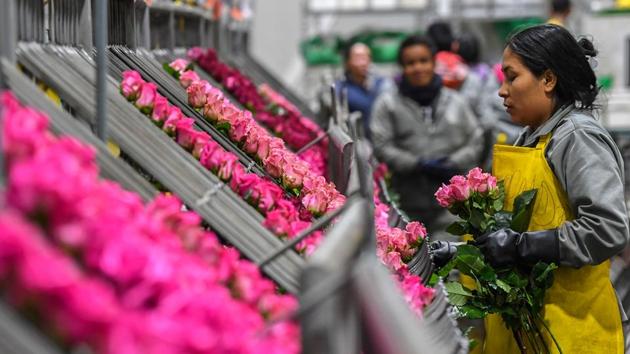 A worker selects pink roses to be packed ahead of Valentine’s Day. Sunshine Bouquet, their employer, had sent recruiters to Cucuta thinking it could hire Venezuelan migrants willing to handle the roses. Instead it found a desperate Colombian work force. That’s how it came to be, in mid-January, that it transported in 600 people, 80% of them Colombians, to this production center. (Luis Acosta / AFP) A worker selects pink roses to be packed ahead of Valentine’s Day. Sunshine Bouquet, their employer, had sent recruiters to Cucuta thinking it could hire Venezuelan migrants willing to handle the roses. Instead it found a desperate Colombian work force. That’s how it came to be, in mid-January, that it transported in 600 people, 80% of them Colombians, to this production center. (Luis Acosta / AFP)