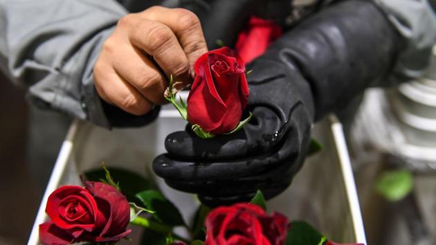 A worker checks red roses for quality and defects. The outflow of people from Venezuela is reversing a trend that had once seen Colombians heading to their neighbour to escape a half-century conflict between the government and Marxist FARC rebels. Today, the FARC has disarmed and turned into a political party. And Venezuela has become prey to hyperinflation. (Luis Acosta / AFP) A worker checks red roses for quality and defects. The outflow of people from Venezuela is reversing a trend that had once seen Colombians heading to their neighbour to escape a half-century conflict between the government and Marxist FARC rebels. Today, the FARC has disarmed and turned into a political party. And Venezuela has become prey to hyperinflation. (Luis Acosta / AFP)