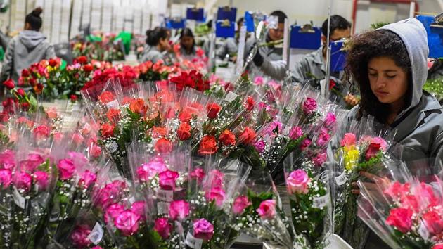 A worker wraps and classifies roses ahead of their export to markets for Valentine’s Day. This work is only a temporary fix that has given workers some respite. Many hope to be taken on as full time employees by the company, which has promised to hire 20% after the Valentine’s Day rush is over, or to find some other opportunity in nearby Bogota. (Luis Acosta / AFP) A worker wraps and classifies roses ahead of their export to markets for Valentine’s Day. This work is only a temporary fix that has given workers some respite. Many hope to be taken on as full time employees by the company, which has promised to hire 20% after the Valentine’s Day rush is over, or to find some other opportunity in nearby Bogota. (Luis Acosta / AFP)