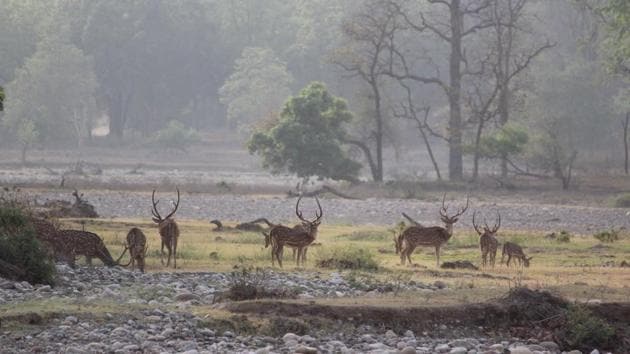 A total of 177 wildlife crime cases related to the deer family were registered in the state between 2007 and 2015, according to the RTI. (HT Photo) A total of 177 wildlife crime cases related to the deer family were registered in the state between 2007 and 2015, according to the RTI. (HT Photo)