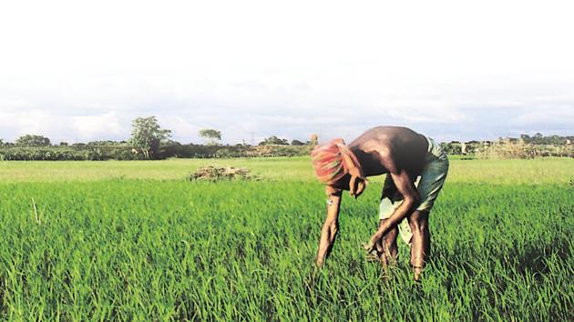 The data shows that 71% of Scheduled Caste farmers are what the census refers to as ‘agricultural labourers’ — that is, they work for wages on others’ land.(AFP File Photo)