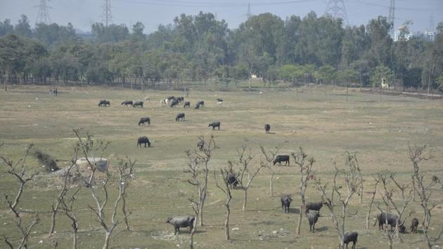 Environmentalists blame rapid urbanisation in the city for Ghaziabad’s vanishing green cover. (Sakib Ali/HT Photo) Environmentalists blame rapid urbanisation in the city for Ghaziabad’s vanishing green cover. (Sakib Ali/HT Photo)