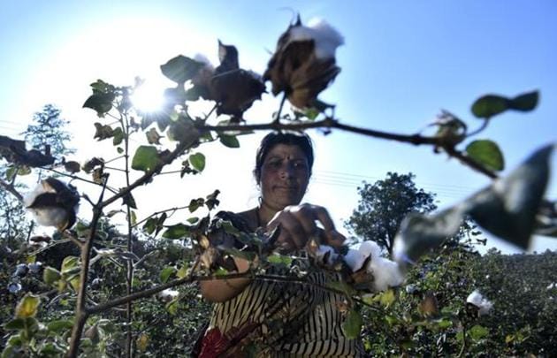 Usha Pandey, 39, a farmer from Amravati district of Vidarbha, has been left with just one-third of her average cotton yield from her two-acre field, which was attacked by pink bollworm. She has suffered a loss of ₹25,000.(Anshuman Poyrekar/HT Photo)